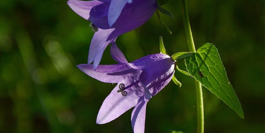 bell-flower-5101602_1280