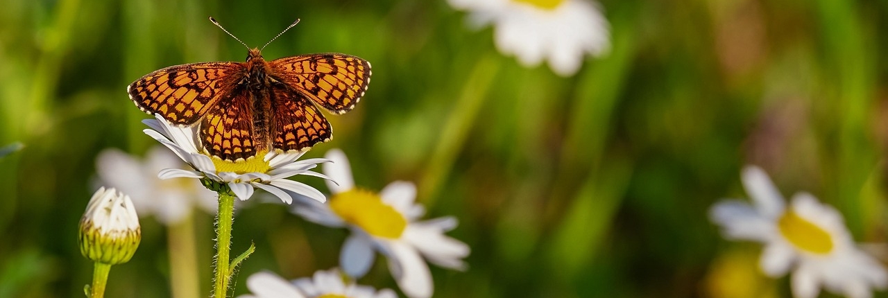 butterfly-3418535_1280