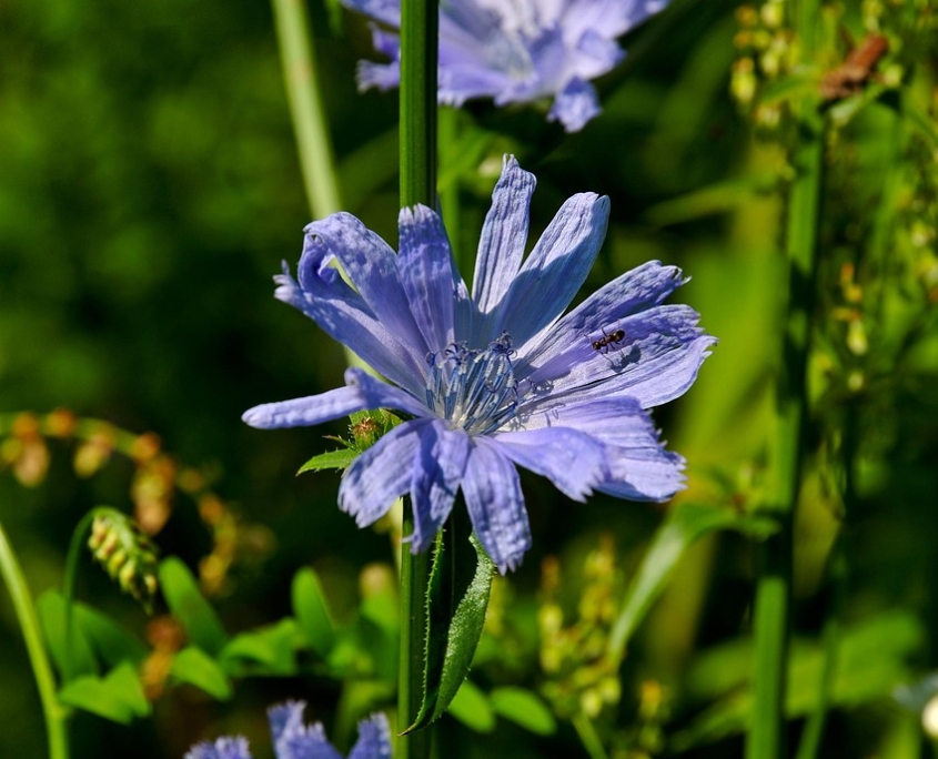 cornflowers-7008154_1280