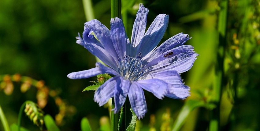 cornflowers-7008154_1280