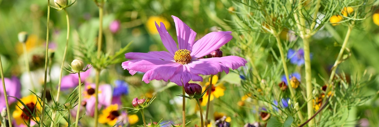cosmos-3598552_1280