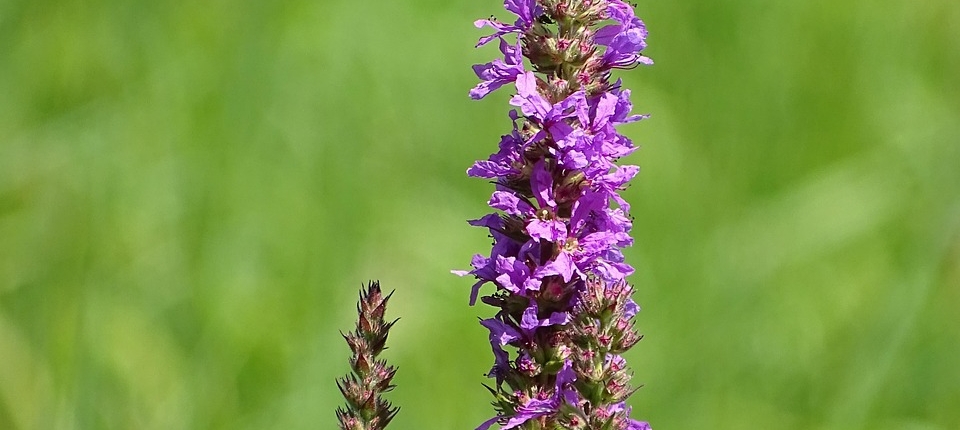 flower-6545565_1280