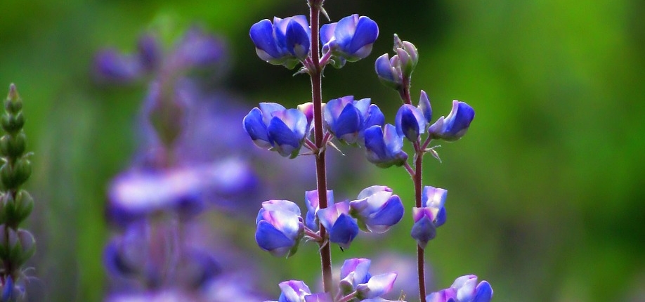 lupine-6323928_1280