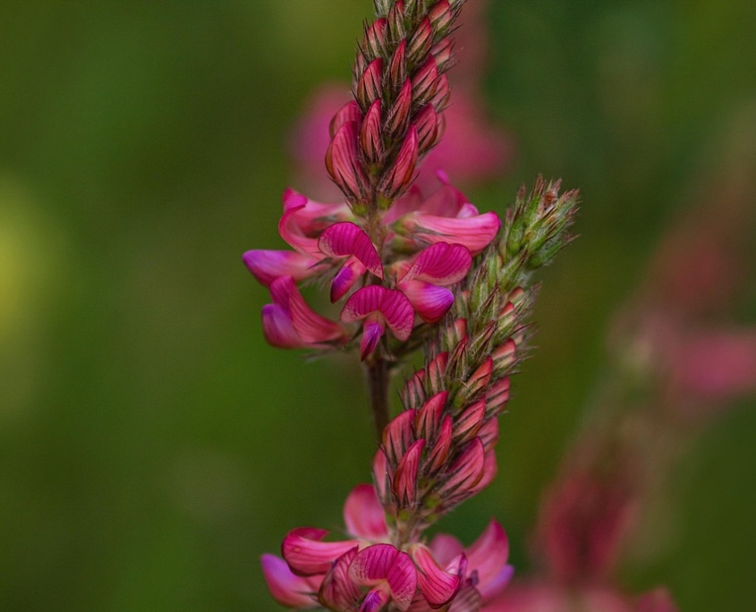 nature-7216463_1280