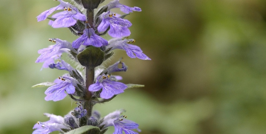 wildflowers-4603494_1280