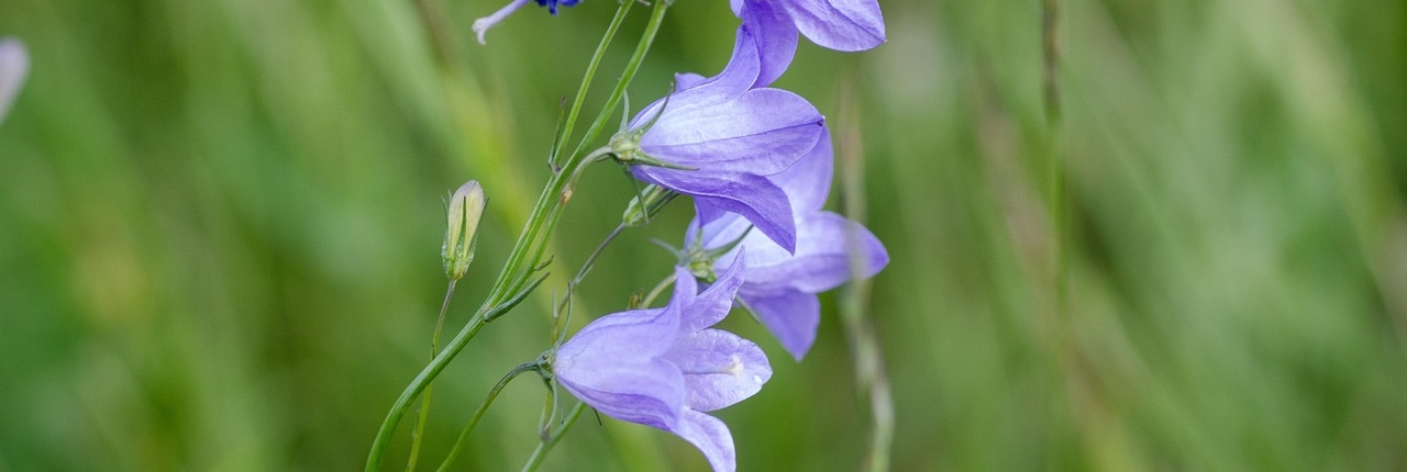 bellflowers-5976928_1280