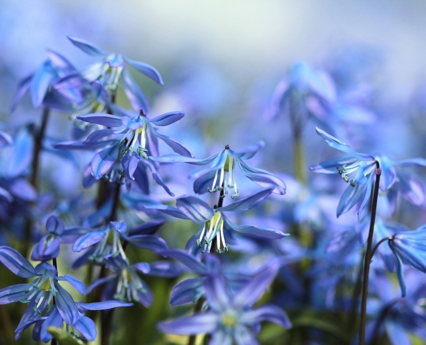 bluebells-697755_1280