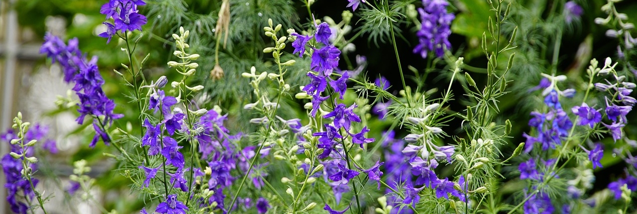 delphinium-5278685_1280
