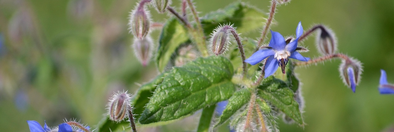 flower-1121336_1280