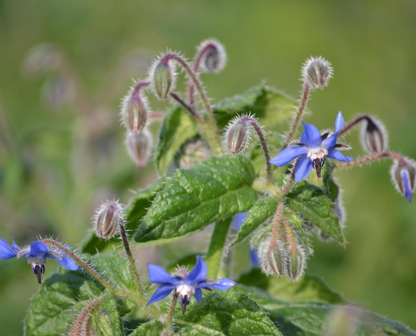 flower-1121336_1280
