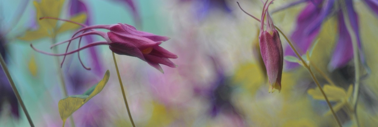 flowers-5046413_1280