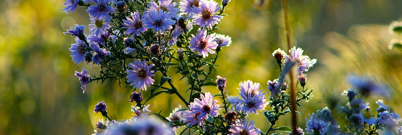 flowers-6693499_1280