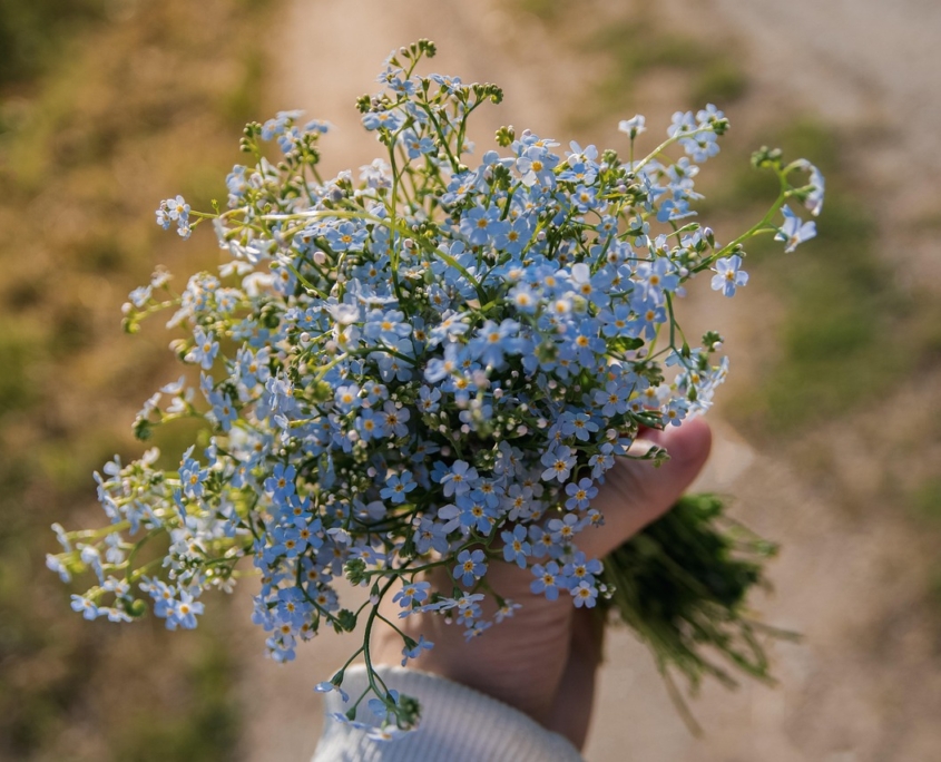 forget-me-nots-5302712_1280